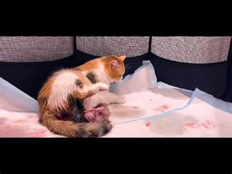 Cat Giving Birth To 5 Kittens With Complete Different 5 Colors Cats