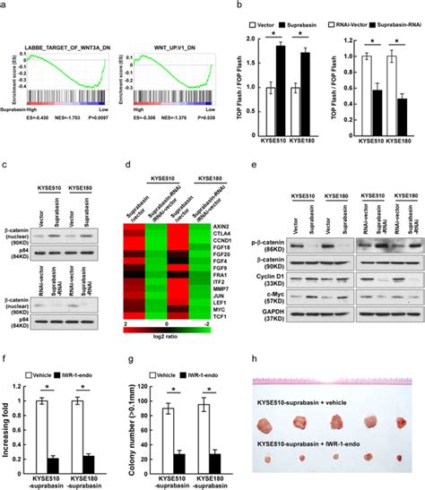 Overexpressing suprabasin activates the Wnt β catenin signaling