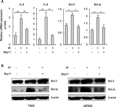 Ir Induced Nf B Dependent Gene Expression In T G And U Mg Cells A