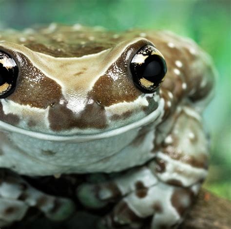 Amazon Milk Frog Lehigh Valley Zoo