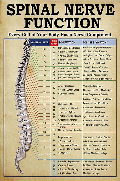 Spinal Nerve Function Every Cell Of Your Body Poster Home Etsy