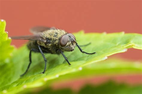 How To Get Rid Of Cluster Flies In My House Exterminator Peterborough