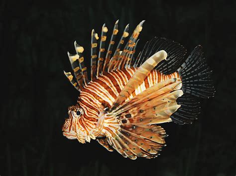 Effects of Climate Change on the invasive Lionfish: Pterois volitans ...