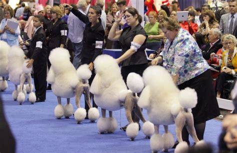 eukanuba dog show – Orlando Sentinel