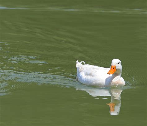 White Duck Swimming Free Stock Photo Public Domain Pictures