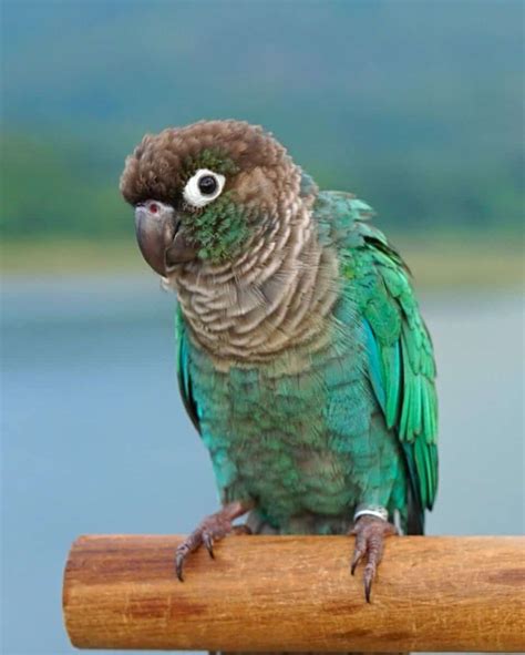 turquoise green cheek conure species profile pictures