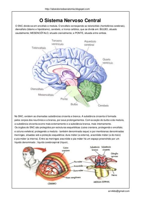 Anatomia Humana Sistema Nervoso