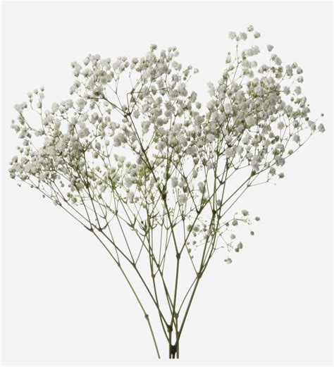 Baby Breath Bouquet Ubicaciondepersonas Cdmx Gob Mx