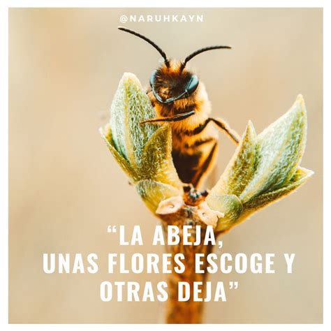 La Abeja Citas en español Abejas Frases