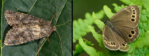 What’s the difference between butterflies and moths? | Gulo in Nature