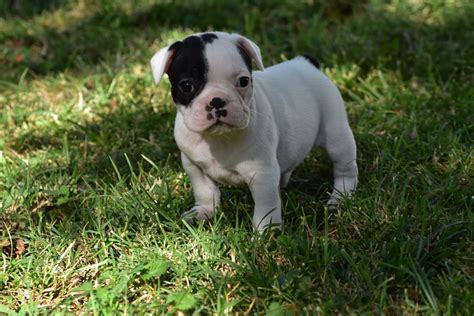 Chiots Bouledogues Français Lof Uncompagnonfr