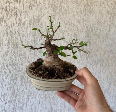 Evoluci N De Un Ficus Ginseng