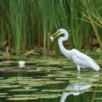 51 Types Of Heron Species: Herons Diversity (With Pictures)