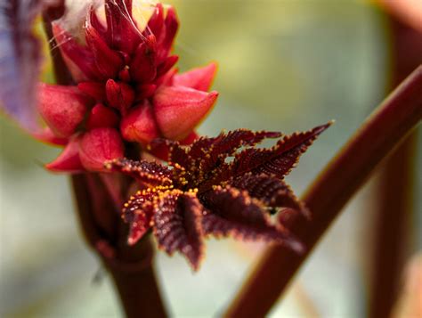 2018-11-20 • Клещевина • dxfoto.ru – ежедневная картинка