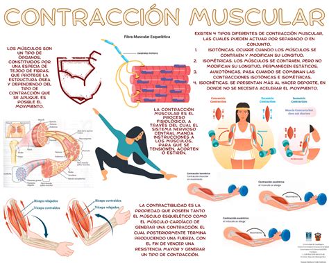 Tipos De Contracoes Musculares - 9