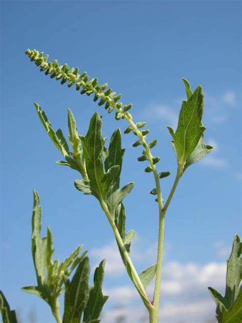 Амброзия Многолетняя Фото – Telegraph