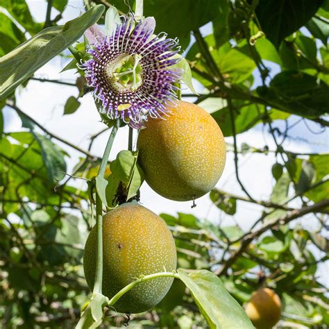 Muda de Maracujá Granadilla Maracujá Colombiano Safari Garden