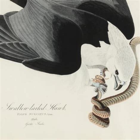 Shallow Tailed Hawk Havell Edition By John James Audubon On Artnet