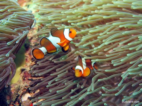 Anemone Reef, In the bay east of Phuket and northwest of Ko Phi Phi