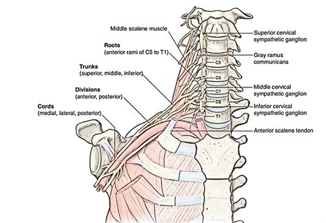 Brachial Plexus Anatomy Components Branches Trunks And Cords