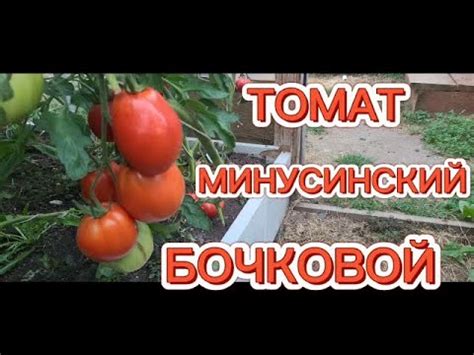ТОМАТ МИНУСИНСКИЙ БОЧКОВОЙ. ОБЗОР КУСТА И ПОМИДОР 🍅. - YouTube
