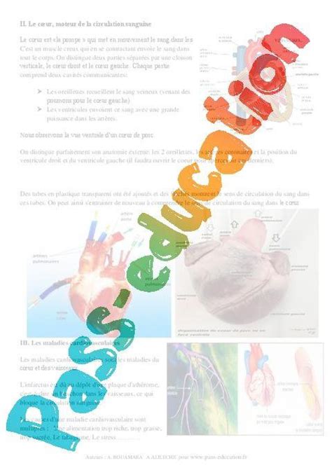 Rôle De La Circulation Sanguine Dans Le Fonctionnement De Lorganisme