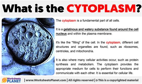 What is the Cytoplasm | Definition of Cytoplasm?