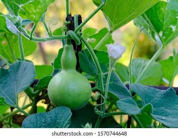 Calabash Gourd Bottle Gourd Plant That Stock Photo 1570744648 | Shutterstock