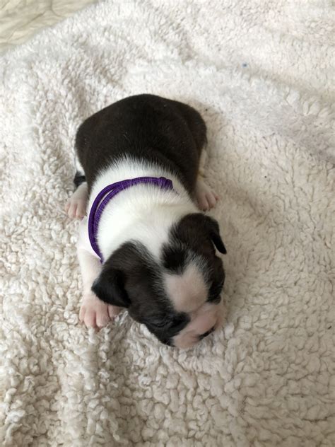 Boston Terrier For Sale In Case Township Petzlover