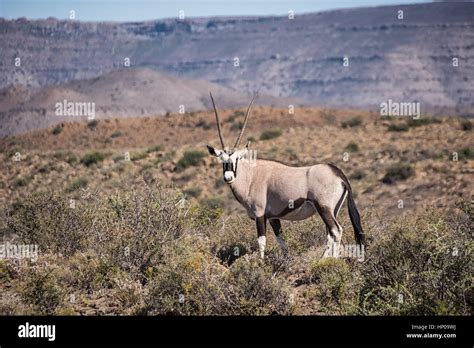 An Adult Gemsbok Antelope In Southern African Savanna Stock Photo Alamy