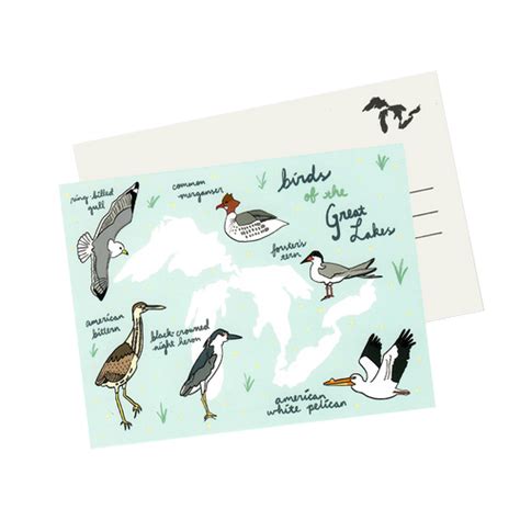 Great Lakes Birds Postcard