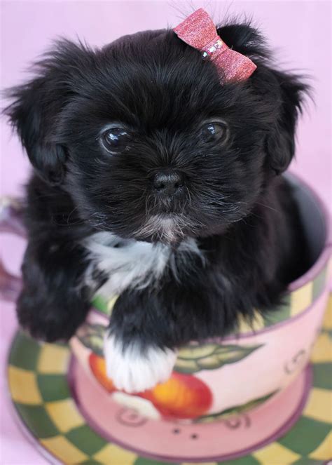 Shih Tzu Newborn Puppies / Shih Tzu Puppies 90 - meowlogy / The breed ...