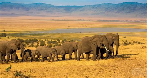 8 tägige Tansania Luxus Urlaubssafari von Lights on Africa Destinations