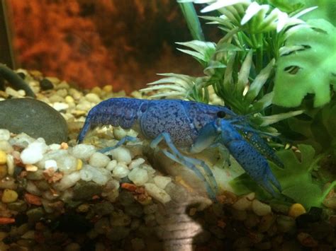 The First Blue Crayfish Speciesto Be Spotted In Ohio