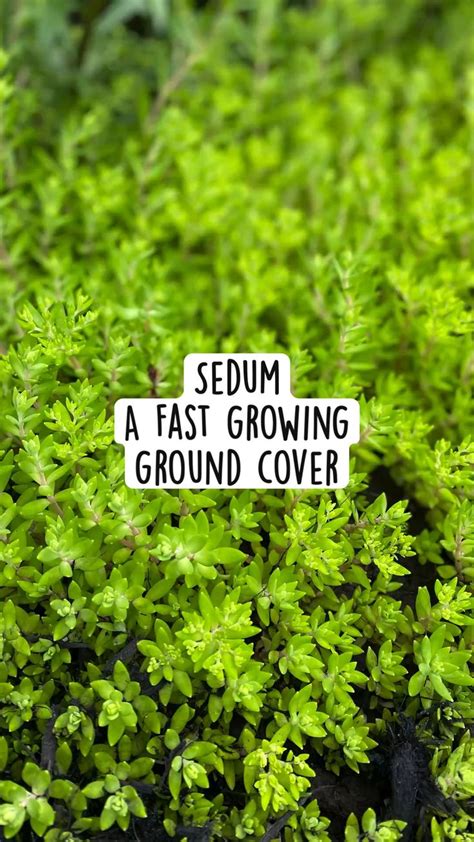 Sedum A Fast growing ground cover. Spreads quickly. Easy care. | Ground ...