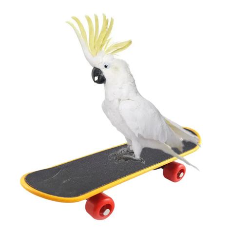 Papagaio Mini Scooter Aves Balan O Treinamento Skate P Ssaro