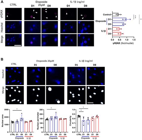 Development Of A Dna Damage Induced Senescence Model In Osteoarthritic