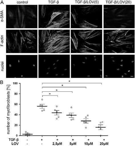 Dose Dependent Attenuation Of Tgf B Induced Fmt In Asthmatic Hbfs In