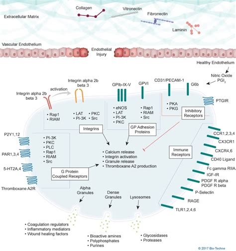 Platelet Activation Overview