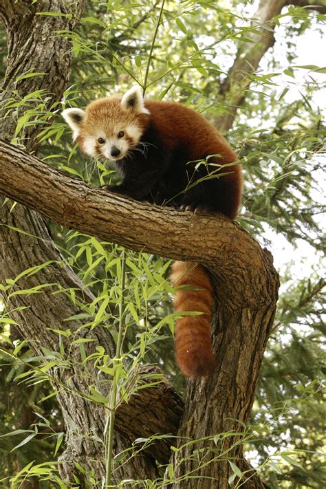 Red Panda Wallpaper Desktop - WallpaperSafari