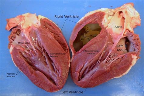 Pin On Gross Reference