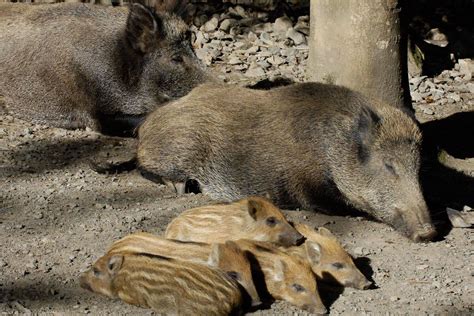 Peste Porcine Africaine Trois Nouveaux Cas De Contamination De