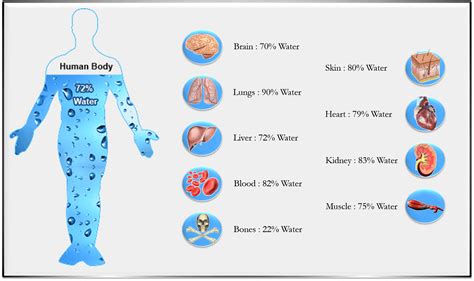 The human body is comprised of 80 water | The Fact Base