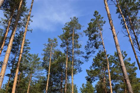 Paisajes De Las Plantas Y De Los Rboles Del Bosque Del Verano Foto De