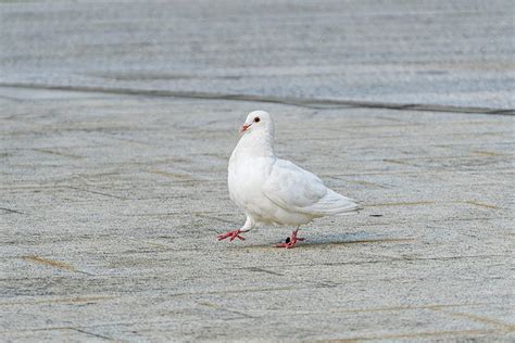 Animal Bird Bird White Dove Dove Background, Bird, Homing Pigeon ...