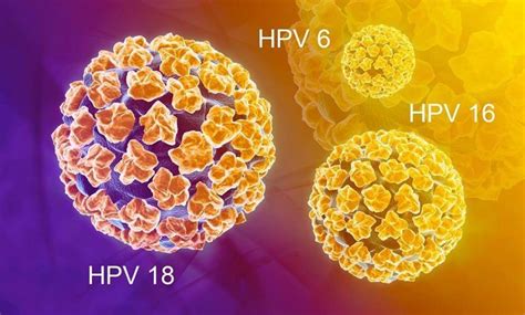 HPV o que é sintomas transmissão e tratamentos Amucc