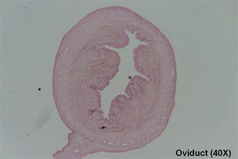 Oviduct