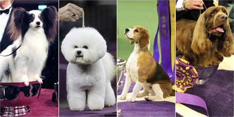 Westminster Dog Show Winners - Photos of the Winners Throughout the Years