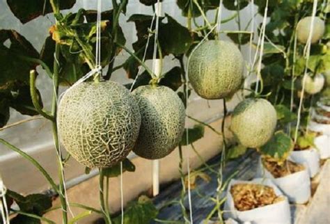 How To Grow Cantaloupes Vertically Growing Cantaloupe In Containers