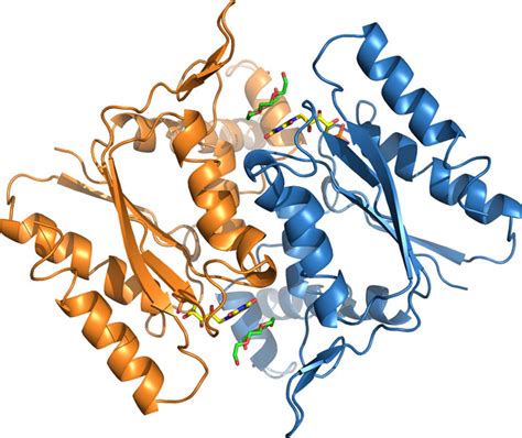 The Crystal Structure Of Pseudomonas Putida Azoreductase The Active